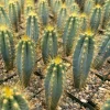 Brazilian Blue Cactus Pilosocereus Azureus Live Plant 4" Pot Blue Columnar - Image 1