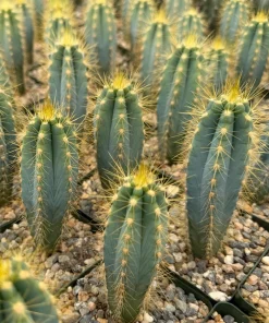 Brazilian Blue Cactus Pilosocereus Azureus Live Plant 4" Pot Blue Columnar - Image 1