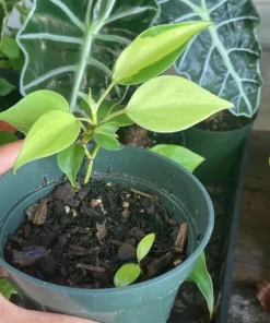 Brazilian Pothos Live Plant - Easy Care Indoor Houseplant for Home & Office - Image 2