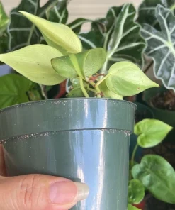 Brazilian Pothos Live Plant - Easy Care Indoor Houseplant for Home & Office - Image 3