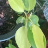 Brazilian Pothos Live Plant - Easy Care Indoor Houseplant for Home & Office - Image 1