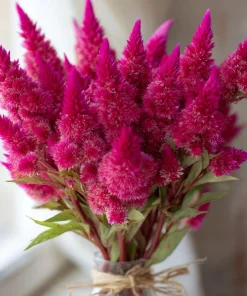Bright Pink Celosia Seeds - 20 Count - Vibrant Feathery Blooms for Gardens - Image 2