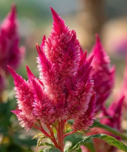 Bright Pink Celosia Seeds - 20 Count - Vibrant Feathery Blooms for Gardens - Image 3