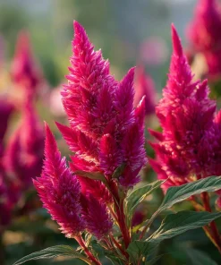 Bright Pink Celosia Seeds - 20 Count - Vibrant Feathery Blooms for Gardens - Image 4