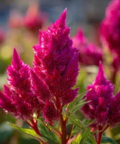 Bright Pink Celosia Seeds - 20 Count - Vibrant Feathery Blooms for Gardens - Image 5
