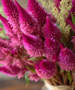 Bright Pink Celosia Seeds - 20 Count - Vibrant Feathery Blooms for Gardens - Image 1