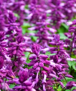 Bright Purple Salvia Splendens Flower Seeds - 20 Seeds, Annual - Image 2
