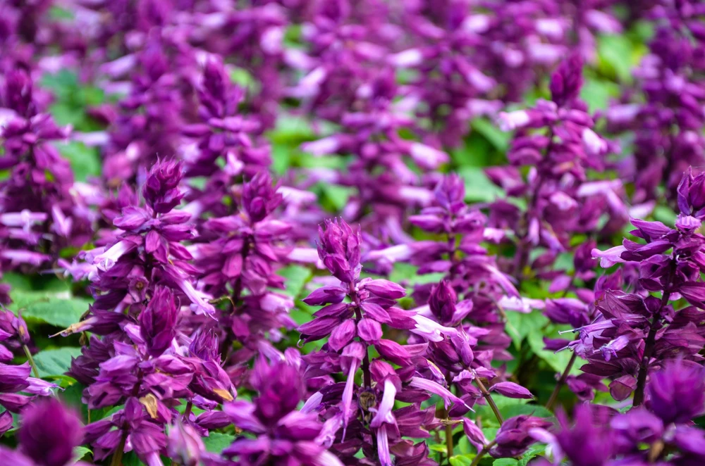Bright Purple Salvia Splendens Flower Seeds - 20 Seeds, Annual - Image 2
