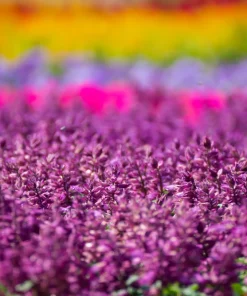 Bright Purple Salvia Splendens Flower Seeds - 20 Seeds, Annual - Image 3