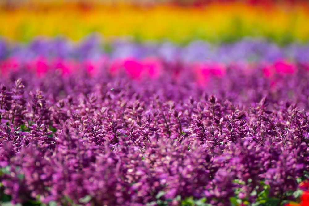 Bright Purple Salvia Splendens Flower Seeds - 20 Seeds, Annual - Image 3