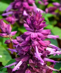Bright Purple Salvia Splendens Flower Seeds - 20 Seeds, Annual - Image 4