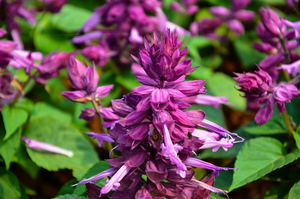 Bright Purple Salvia Splendens Flower Seeds - 20 Seeds, Annual - Image 4