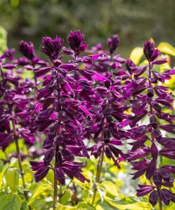 Bright Purple Salvia Splendens Flower Seeds - 20 Seeds, Annual - Image 5