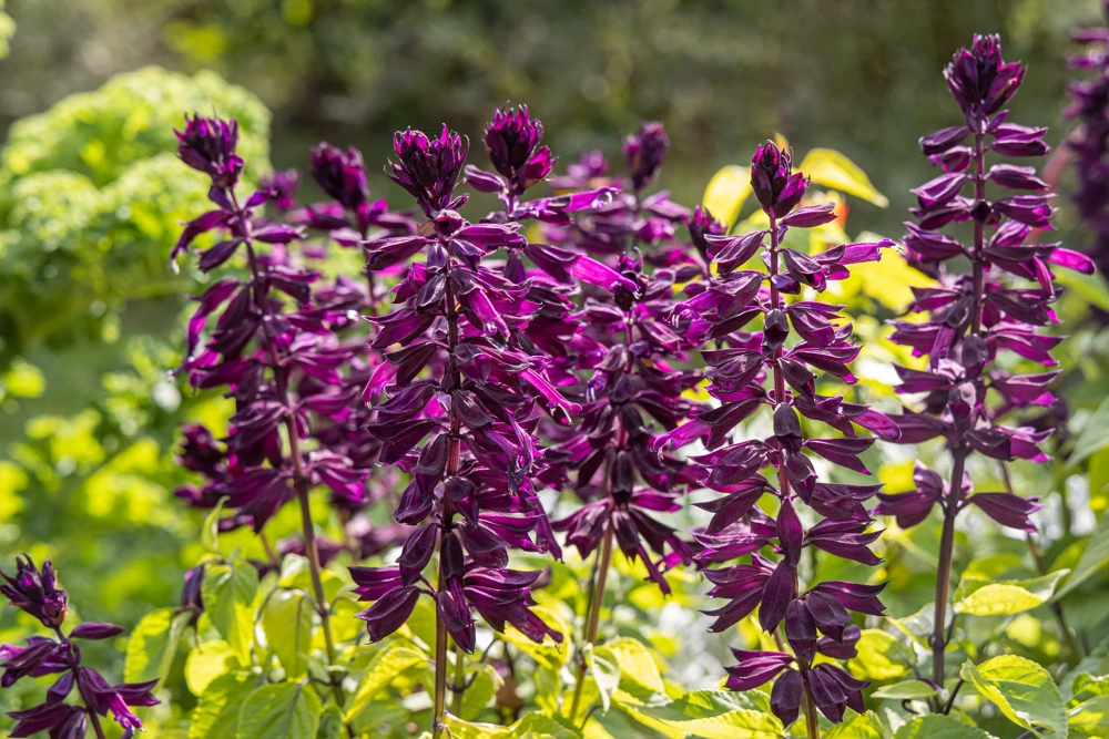 Bright Purple Salvia Splendens Flower Seeds - 20 Seeds, Annual - Image 5