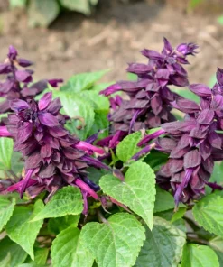 Bright Purple Salvia Splendens Flower Seeds - 20 Seeds, Annual - Image 6