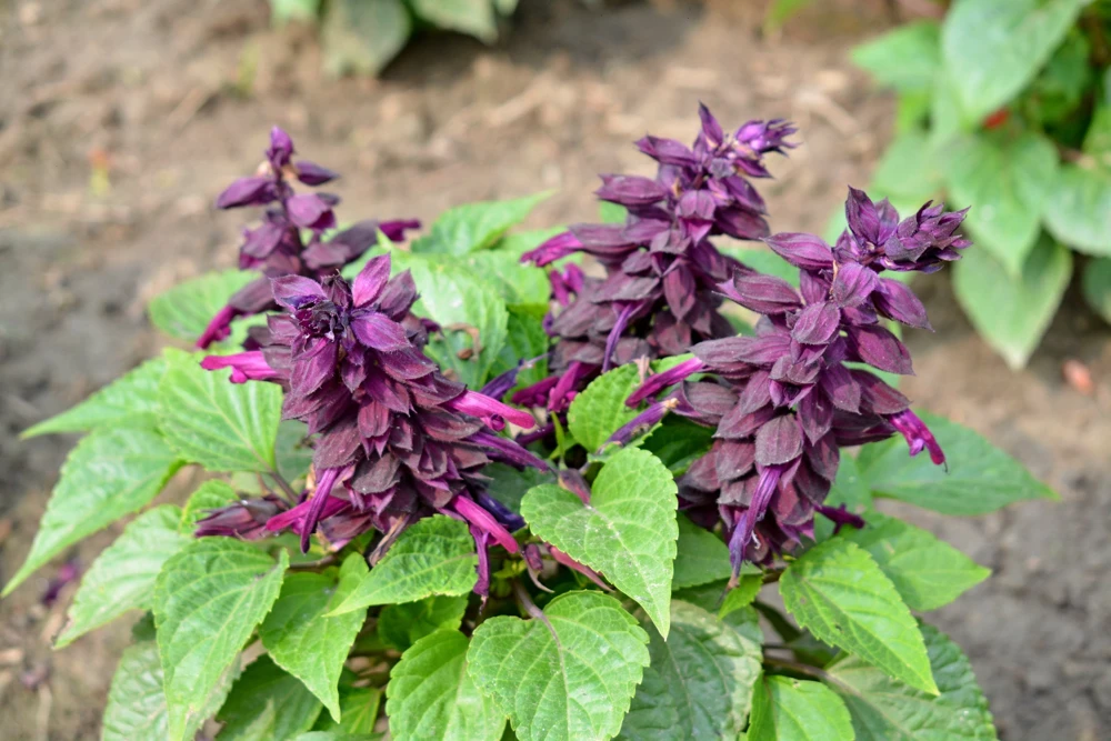 Bright Purple Salvia Splendens Flower Seeds - 20 Seeds, Annual - Image 6