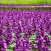 Bright Purple Salvia Splendens Flower Seeds - 20 Seeds, Annual - Image 1