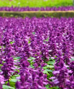 Bright Purple Salvia Splendens Flower Seeds - 20 Seeds, Annual - Image 1