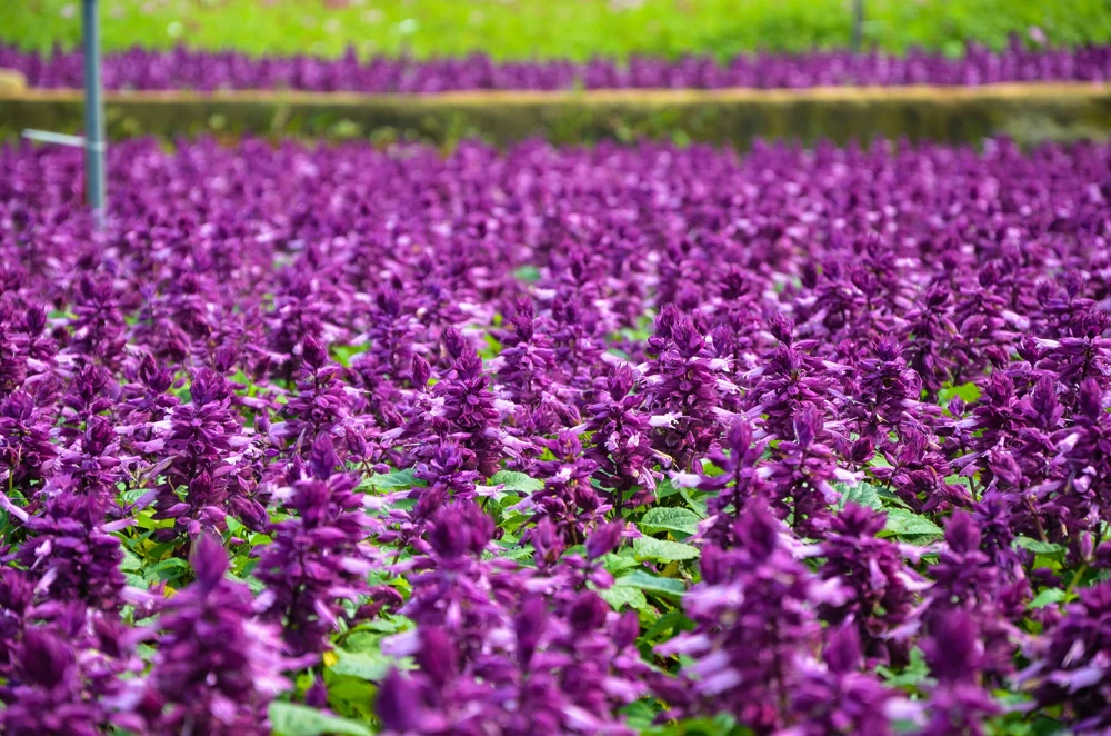 Bright Purple Salvia Splendens Flower Seeds - 20 Seeds, Annual - Image 1