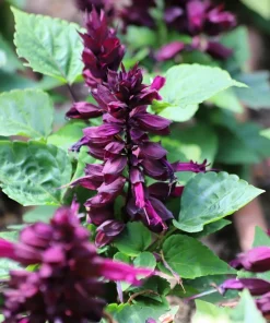 Bright Purple Salvia Splendens Flower Seeds - 20 Seeds, Annual - Image 7