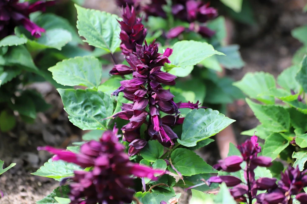 Bright Purple Salvia Splendens Flower Seeds - 20 Seeds, Annual - Image 7