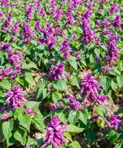Bright Purple Salvia Splendens Flower Seeds - 20 Seeds, Annual - Image 8