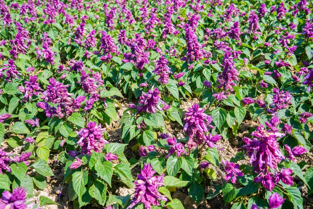 Bright Purple Salvia Splendens Flower Seeds - 20 Seeds, Annual - Image 8