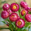 Bright Rose Strawflower Seeds - 50 Everlasting Pink Cut Flower Seeds - Image 1