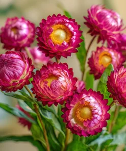 Bright Rose Strawflower Seeds - 50 Everlasting Pink Cut Flower Seeds - Image 1