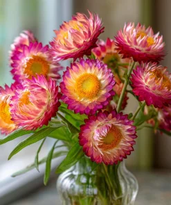 Bright Rose Strawflower Seeds - 50 Everlasting Pink Cut Flower Seeds - Image 2