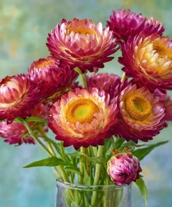 Bright Rose Strawflower Seeds - 50 Everlasting Pink Cut Flower Seeds - Image 3