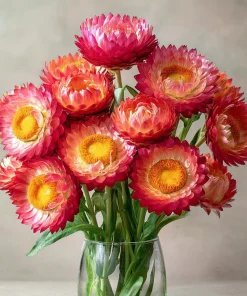 Bright Rose Strawflower Seeds - 50 Everlasting Pink Cut Flower Seeds - Image 4