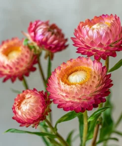 Bright Rose Strawflower Seeds - 50 Everlasting Pink Cut Flower Seeds - Image 5