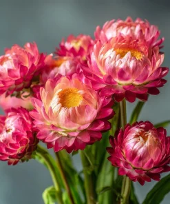Bright Rose Strawflower Seeds - 50 Everlasting Pink Cut Flower Seeds - Image 6