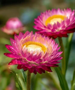 Bright Rose Strawflower Seeds - 50 Everlasting Pink Cut Flower Seeds - Image 7