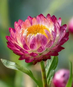Bright Rose Strawflower Seeds - 50 Everlasting Pink Cut Flower Seeds - Image 8
