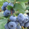 Brightwell Rabbiteye Blueberry Bush Live Plant, 24-30" Tall, 1 Gallon, Outdoor - Image 1