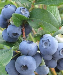 Brightwell Rabbiteye Blueberry Bush Live Plant, 24-30" Tall, 1 Gallon, Outdoor - Image 1
