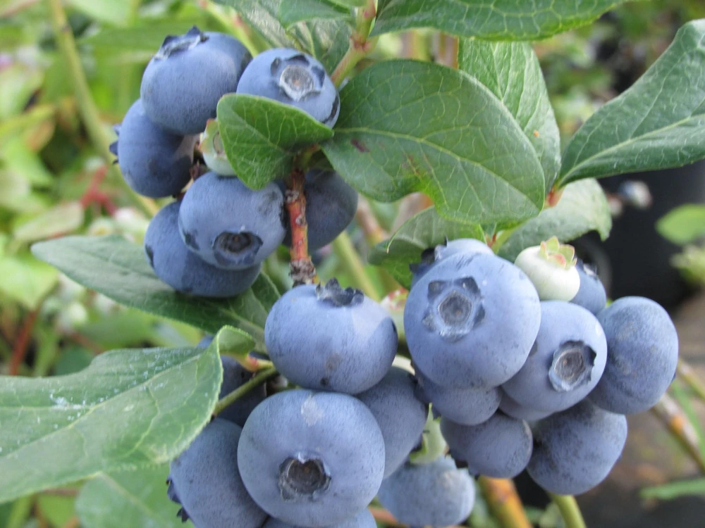 Brightwell Rabbiteye Blueberry Bush Live Plant, 24-30" Tall, 1 Gallon, Outdoor - Image 1