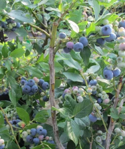 Brightwell Rabbiteye Blueberry Bush Live Plant, 24-30" Tall, 1 Gallon, Outdoor - Image 2