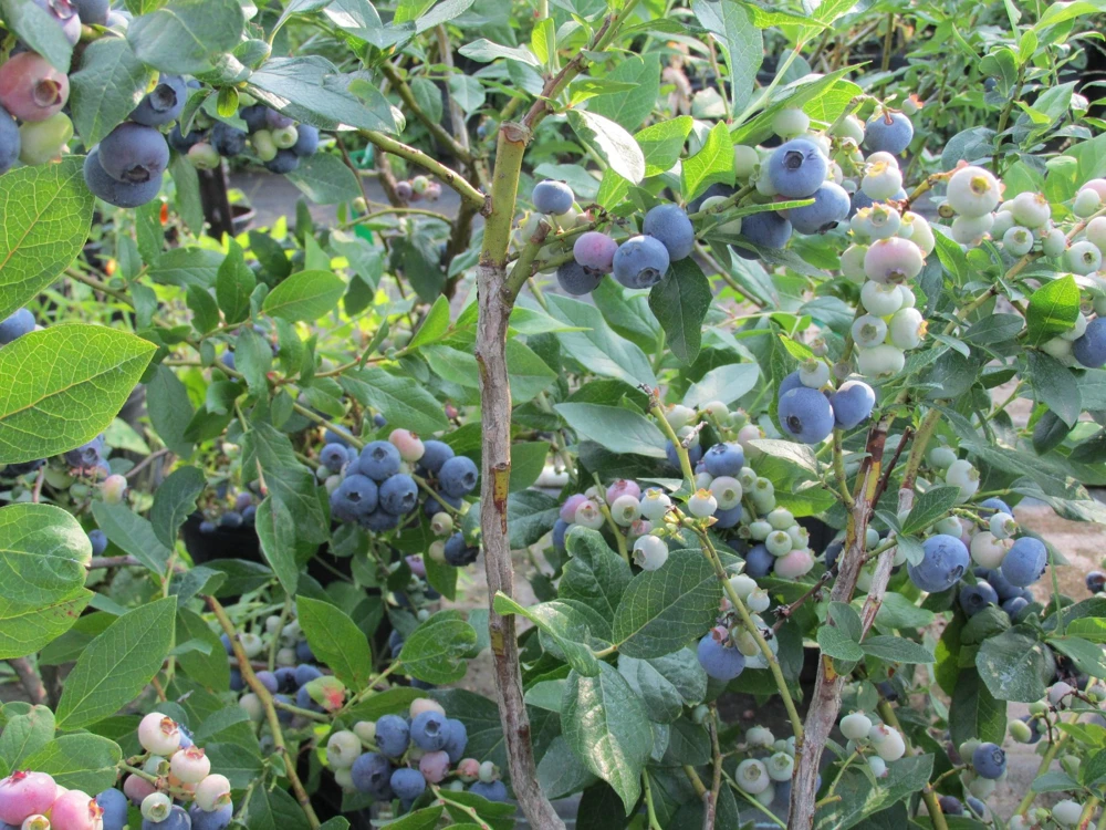Brightwell Rabbiteye Blueberry Bush Live Plant, 24-30" Tall, 1 Gallon, Outdoor - Image 2