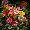 Broken Colors Four O'Clock Seeds - Mirabilis jalapa - 25 Multicolor Fragrant Blooms - Image 1