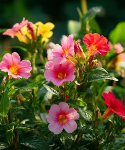 Broken Colors Four O'Clock Seeds - Mirabilis jalapa - 25 Multicolor Fragrant Blooms - Image 4
