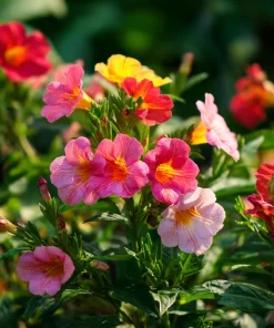 Broken Colors Four O'Clock Seeds - Mirabilis jalapa - 25 Multicolor Fragrant Blooms - Image 5