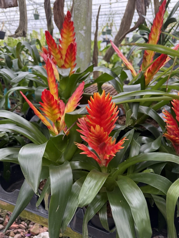Bromeliad Flaming Sword Live Plant - Vibrant Indoor Houseplant - Image 2