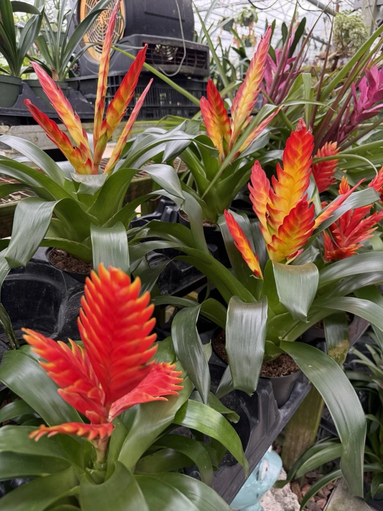 Bromeliad Flaming Sword Live Plant - Vibrant Indoor Houseplant - Image 3