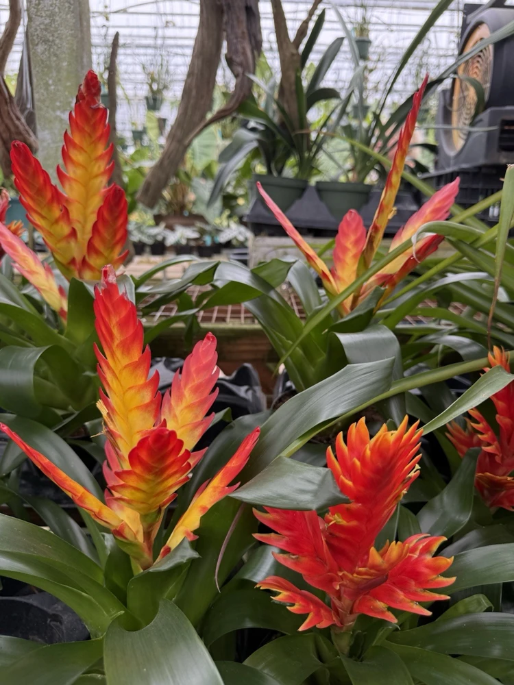 Bromeliad Flaming Sword Live Plant - Vibrant Indoor Houseplant - Image 1