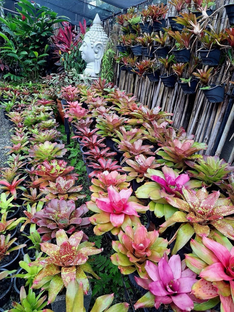 Bromeliad Live Plant - Exotic Houseplant & Indoor Decor - Image 1