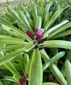 Bromeliad Live Plant in Pot - Large Tropical Indoor Houseplant - Image 2
