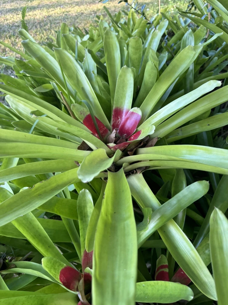 Bromeliad Live Plant in Pot - Large Tropical Indoor Houseplant - Image 2